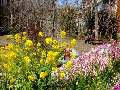 えだきん商店街（枝垂桜）
