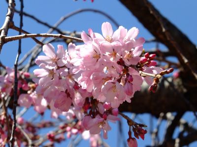 えだきん商店街（枝垂桜）
