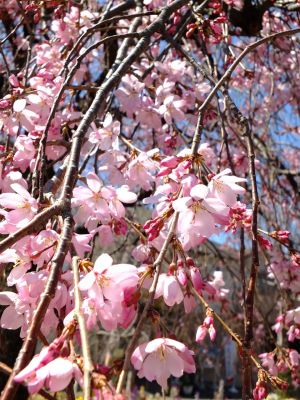 えだきん商店街（枝垂桜）
