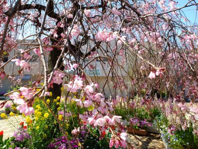 えだきん商店街（枝垂桜）
