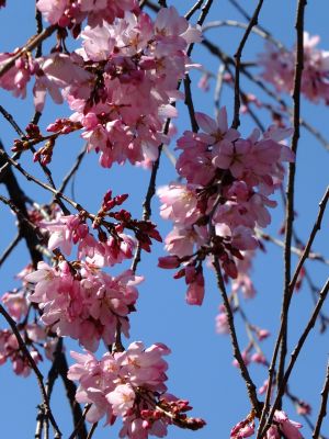 えだきん商店街（枝垂桜）
