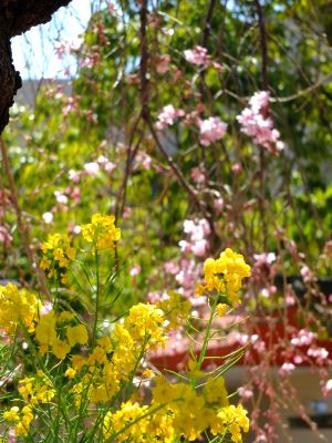 えだきん商店街（枝垂桜）
