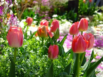 えだきん商店街（枝垂桜）
