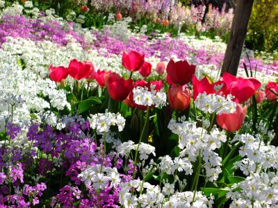 えだきん商店街（枝垂桜）
