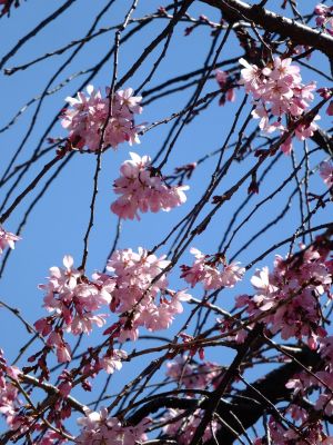 えだきん商店街（枝垂桜）

