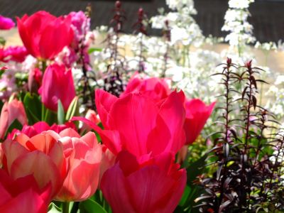 えだきん商店街（枝垂桜）
