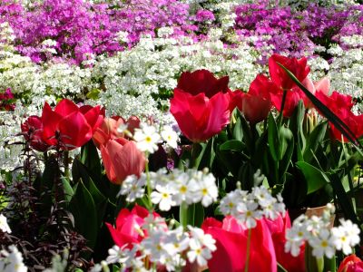 えだきん商店街（枝垂桜）
