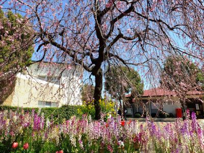 えだきん商店街（枝垂桜）

