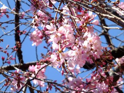 えだきん商店街（枝垂桜）
