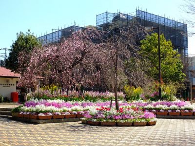 えだきん商店街（枝垂桜）
