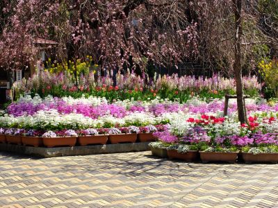 えだきん商店街（枝垂桜）
