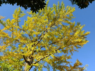 泉向田公園（銀杏）
