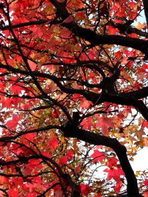 都筑ふれあいの丘の紅葉葉楓アメリカフウ（モミジバフウ）
