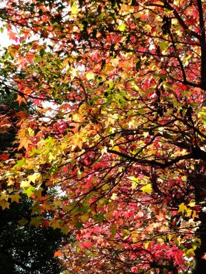 都筑ふれあいの丘の紅葉葉楓アメリカフウ（モミジバフウ）
