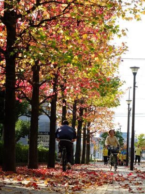 都筑ふれあいの丘の紅葉葉楓アメリカフウ（モミジバフウ）
