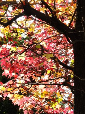 都筑ふれあいの丘の紅葉葉楓アメリカフウ（モミジバフウ）
