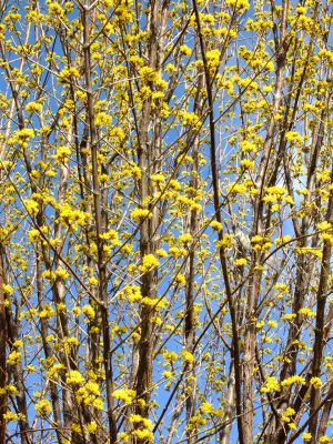 荏田南5丁目（サンシュウユ）
