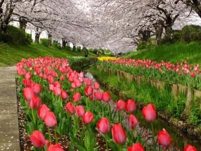 江川せせらぎ緑道
