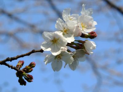 都筑江川せせらぎ緑道
