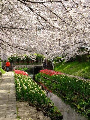 江川せせらぎ緑道
