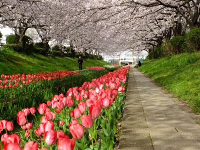 江川せせらぎ緑道
