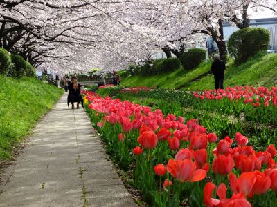 江川せせらぎ緑道
