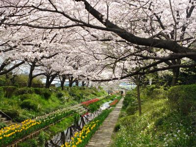 江川せせらぎ緑道
