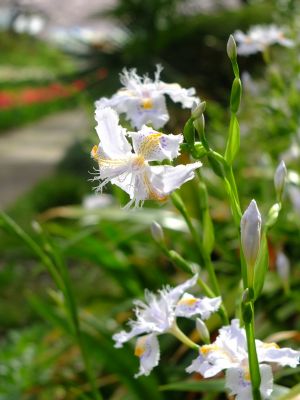 江川せせらぎ緑道
