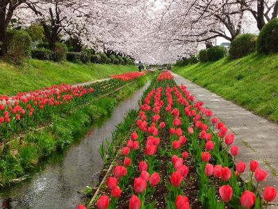 江川せせらぎ緑道
