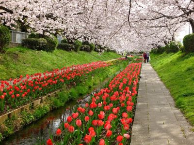 江川せせらぎ緑道
