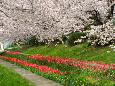 江川せせらぎ緑道
