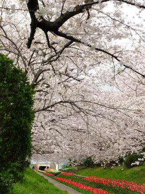 江川せせらぎ緑道
