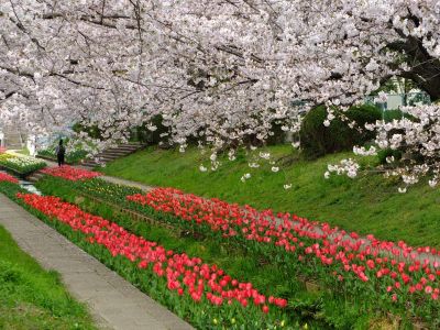 江川せせらぎ緑道
