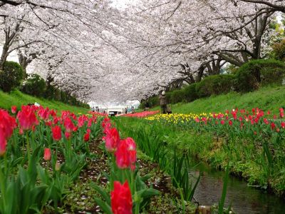 江川せせらぎ緑道
