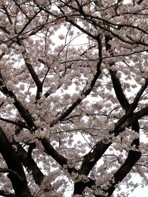 江川せせらぎ緑道
