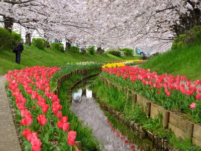 江川せせらぎ緑道
