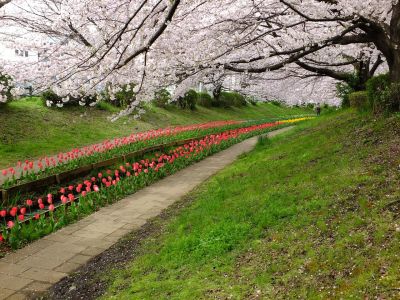 江川せせらぎ緑道
