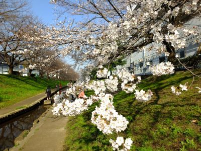 都筑江川せせらぎ緑道

