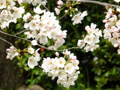 江川せせらぎ緑道
