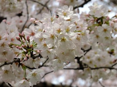 江川せせらぎ緑道
