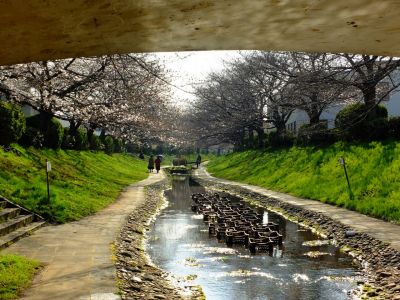 都筑江川せせらぎ緑道
