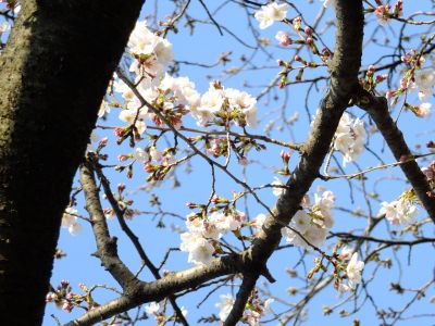 都筑江川せせらぎ緑道
