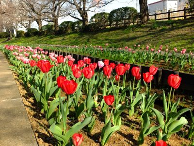 都筑江川せせらぎ緑道
