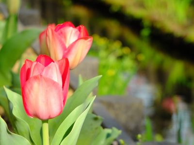 都筑江川せせらぎ緑道
