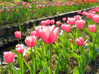 都筑江川せせらぎ緑道
