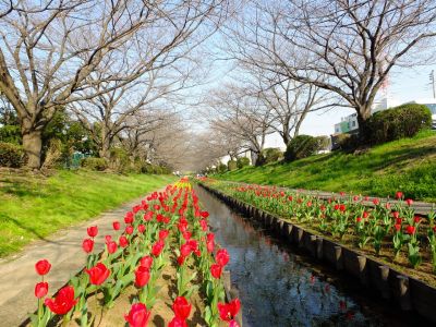 都筑江川せせらぎ緑道

