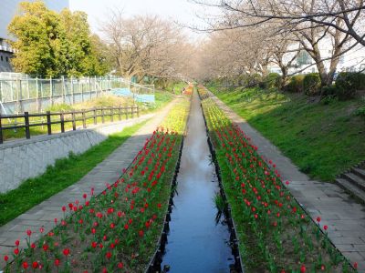 都筑江川せせらぎ緑道
