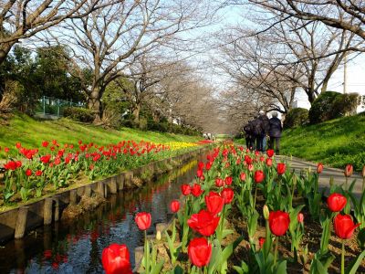 都筑江川せせらぎ緑道
