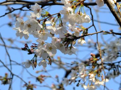 都筑江川せせらぎ緑道
