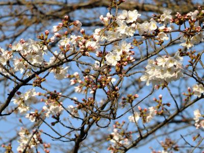 都筑江川せせらぎ緑道
